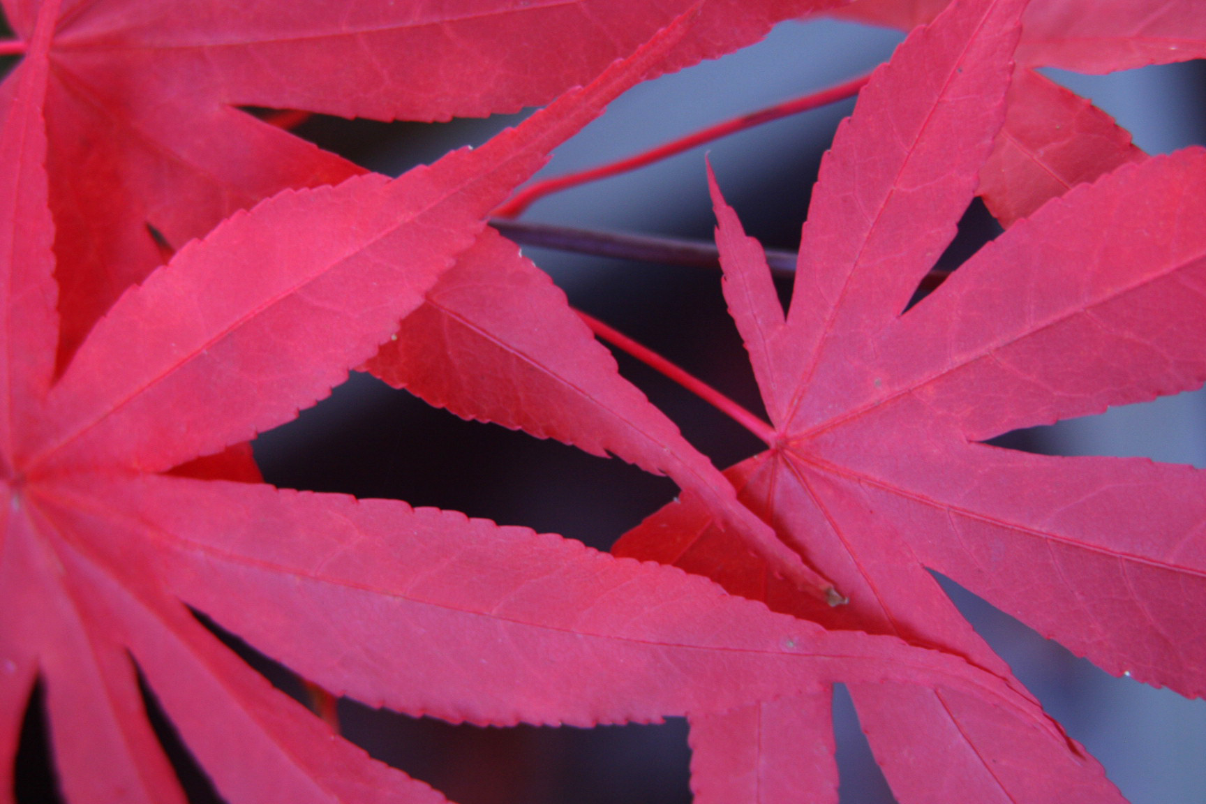 Detail of Acer leaves in a garden by Rae Wilkinson