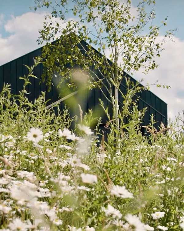 Wildflower meadow planting by Rae Wilkinson