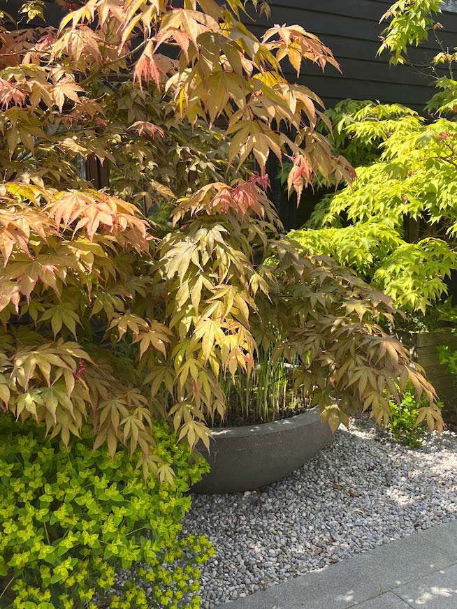 Acer in a pot for a barn courtyard garden