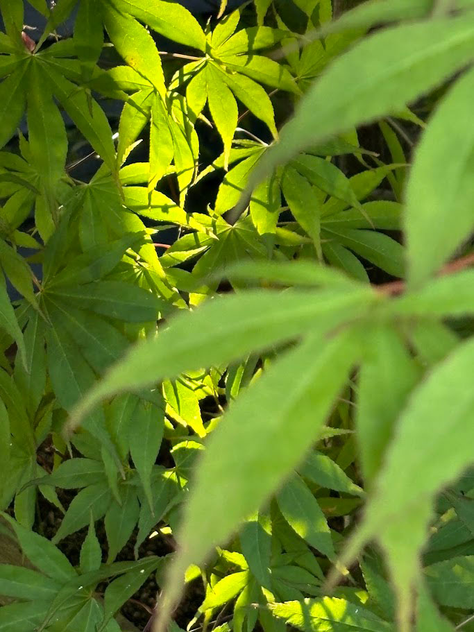 Acer leaves in soft focus