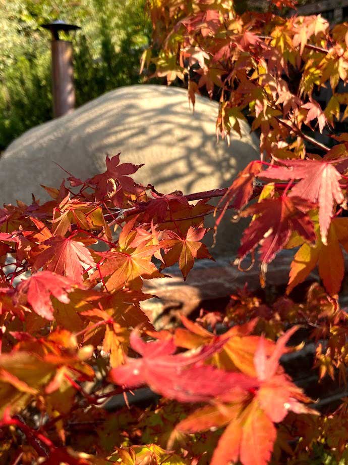 Red acer in a barn courtyard garden