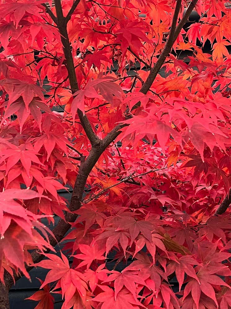 Red acer in a barn courtyard garden