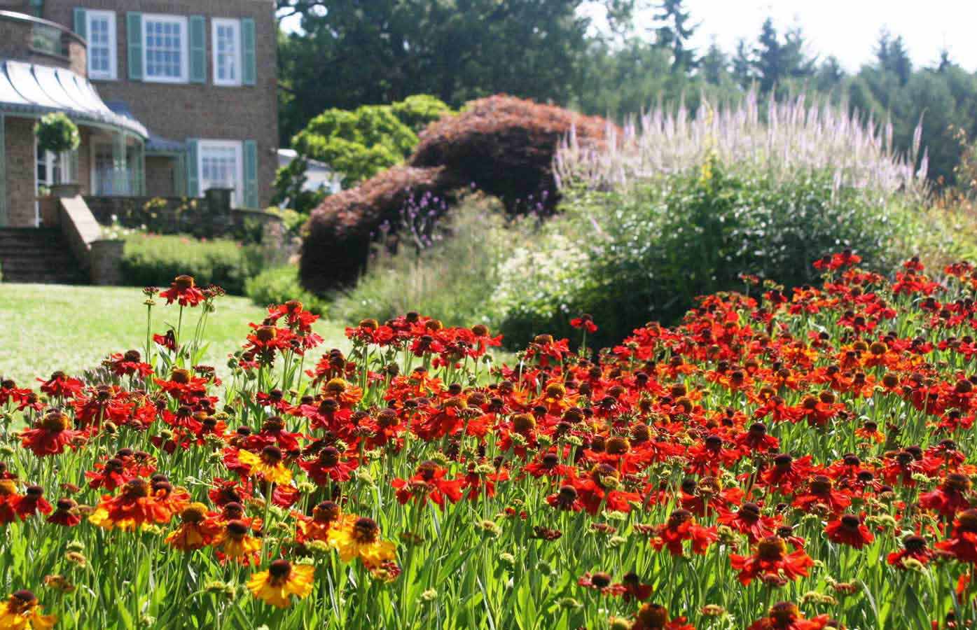 View towards the house from the garden showing large drifts of varied planting. Rae Wilkinson Garden and Landscape Design Surrey, Sussex, Hampshire, London, South-East England