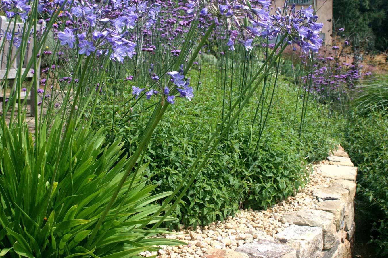 Detail of agapanthus flowers in a natural stone wall. Rae Wilkinson Garden and Landscape Design Surrey, Sussex, Hampshire, London, South-East England