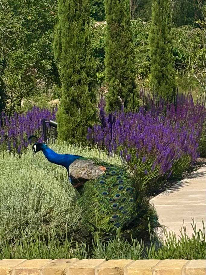 Hampshire retreat garden - Rae Wilkinson