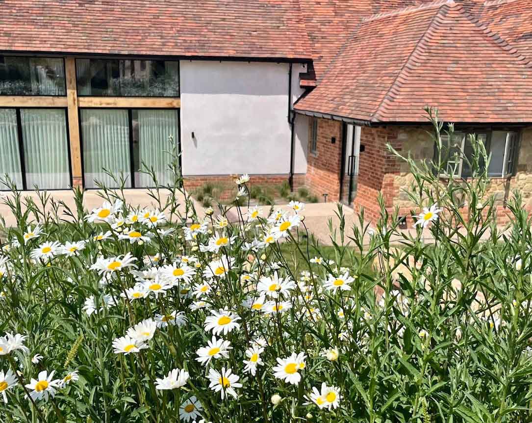 Biodiverse meadow planting - Rae Wilkinson Garden and Landscape Designer Surrey, Sussex, Hampshire, London, South-East England
