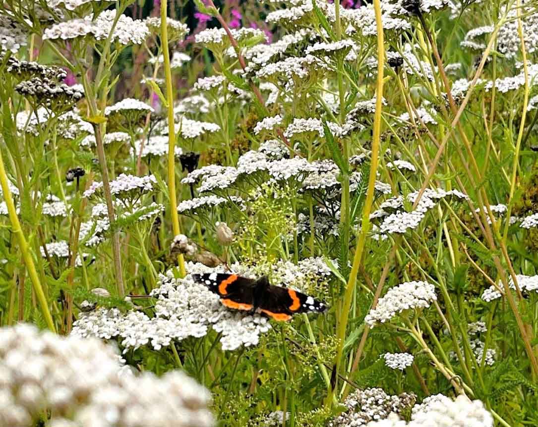 Biodiverse meadow planting - Rae Wilkinson Garden and Landscape Designer Surrey, Sussex, Hampshire, London, South-East England