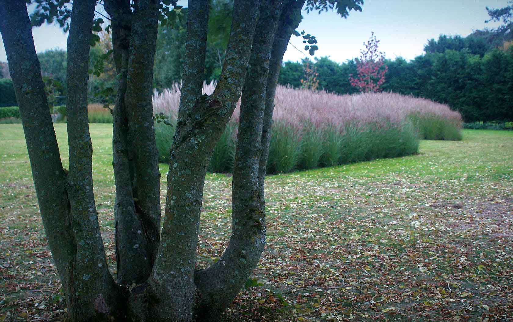 Rural family garden lawn and trees. Rae Wilkinson Garden and Landscape Design - Garden Designer Sussex, Surrey, London, South-East England