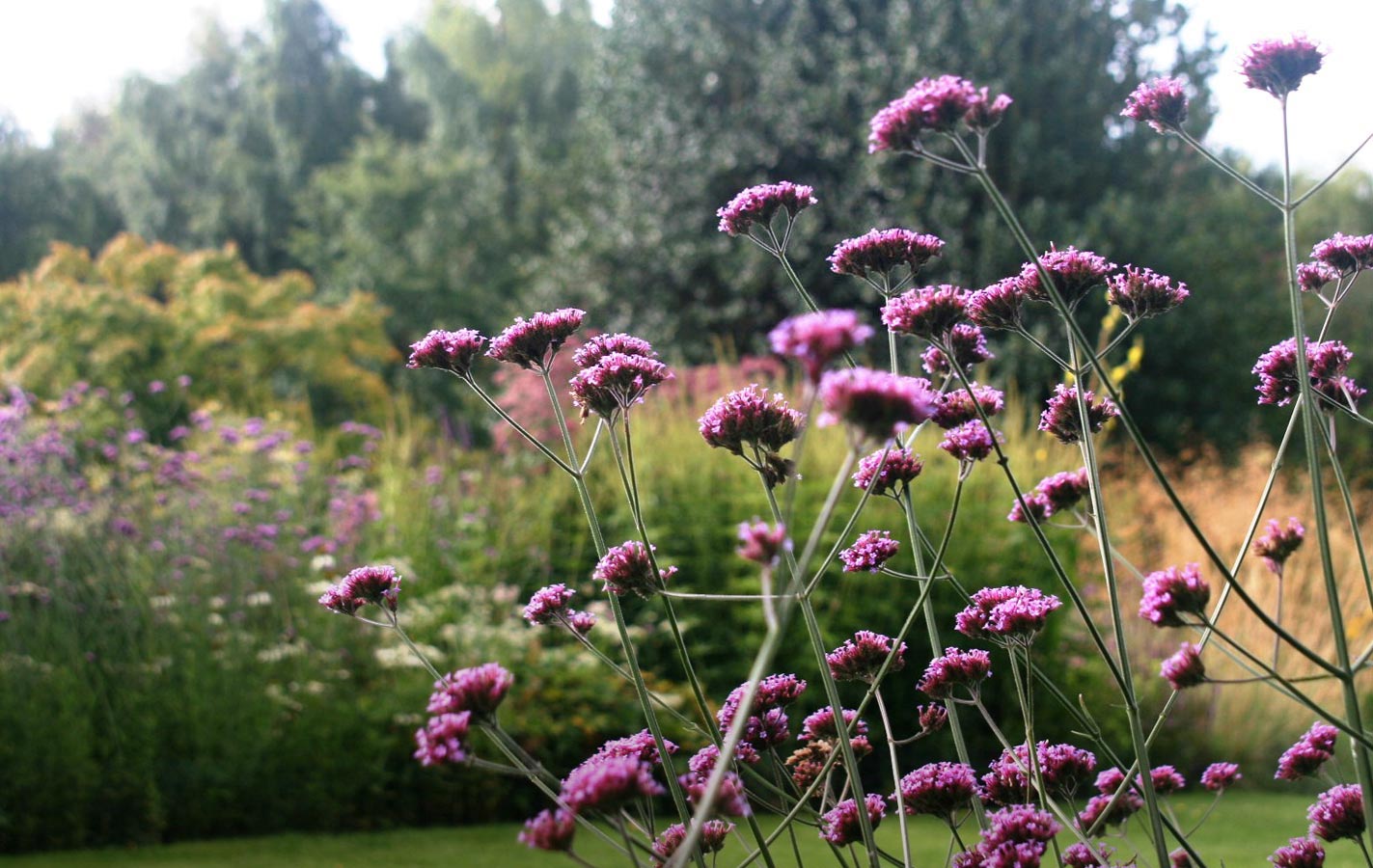 Naturalistic planting scheme. Rae Wilkinson Garden and Landscape Design - Garden Designer  Surrey, Sussex, London, South-East England