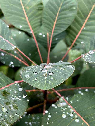 Droplets on leaves