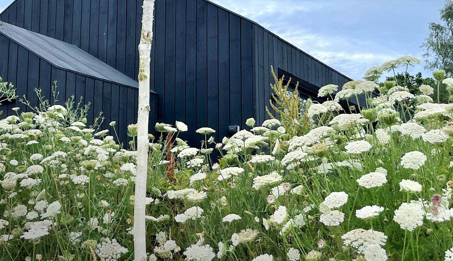 Sustainable meadow planting against a black timber barn