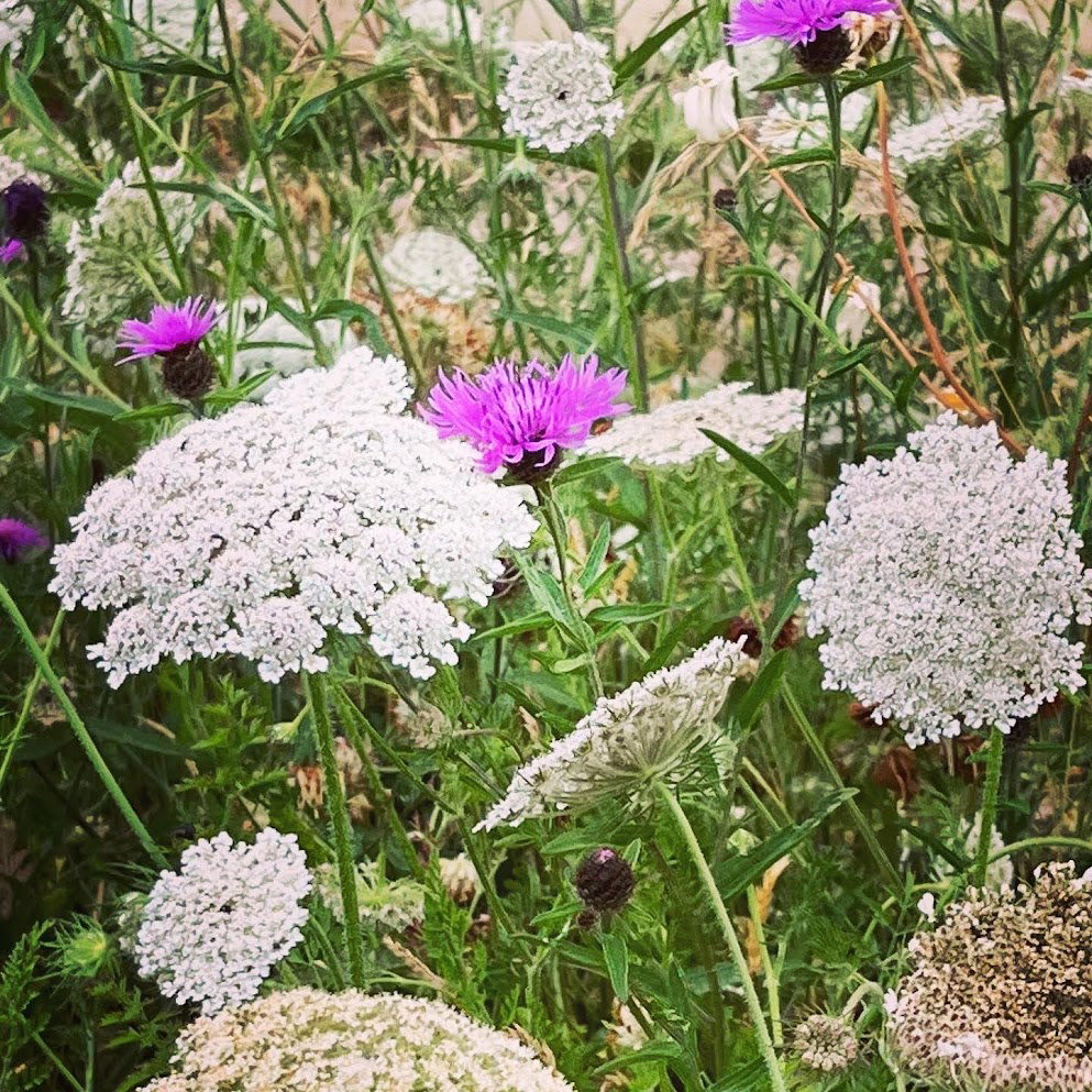 Meadow planting for sustainability - Rae Wilkinson